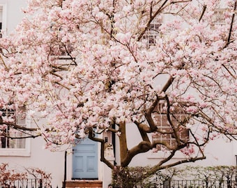 Fotografía de flores de magnolia rosa en Londres durante la primavera – Decoración botánica para pared