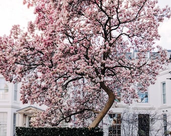 Fotografía de un árbol de magnolia londinense en primavera, lámina decorativa botánica para pared.