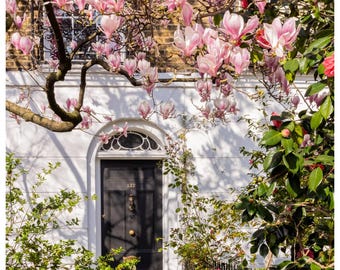 Lámina artística con diseño de flor de magnolia en Londres – Fotografía botánica de primavera georgiana
