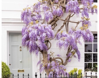 Fotografía impresa de glicinias en flor de Londres, elegante decoración botánica de primavera para la entrada.