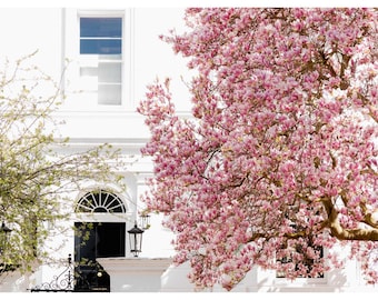 Lámina artística de Londres, fotografía de magnolias en flor primaveral, póster para la entrada de una casa adosada