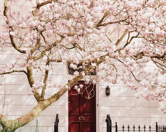 Fotografía de un árbol de magnolia rosa en una puerta de Londres - Arte mural de flores de primavera para la decoración del hogar