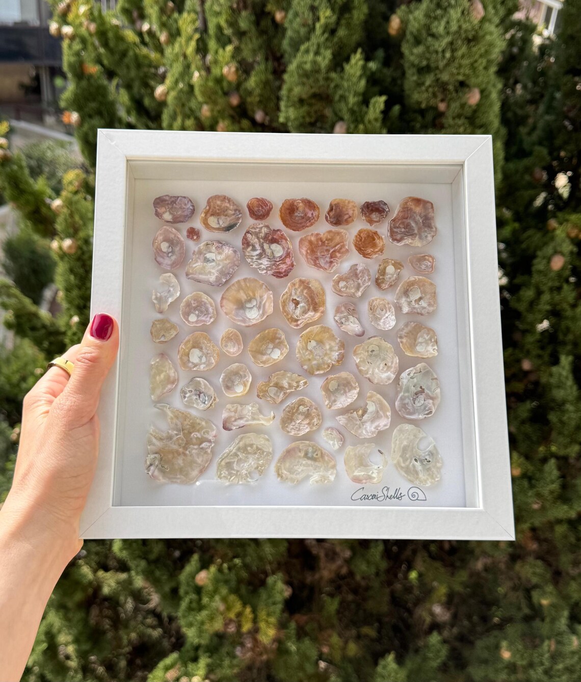 Beautiful Framed Seashell Art Made of Seashells Ethically Hand-picked ...