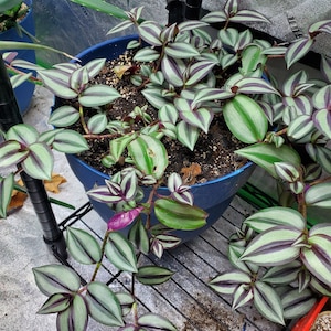 Tradescantia Zebrina Rooted