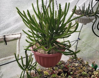 Very rare Euphorbia Grandidens