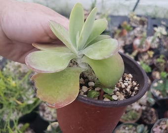 4 inch kalanchoe thyrsiflora aka paddle plant
