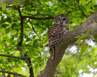 Barred owl winking