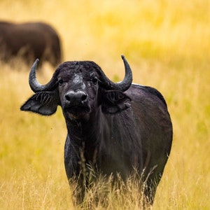 Cape buffalo staring contest