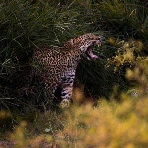 Leopard yawning