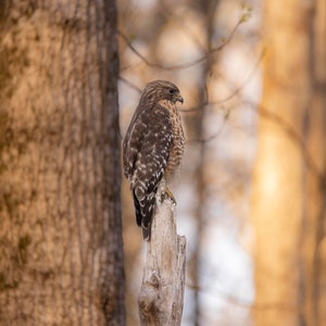Red shouldered hawk during golden hour