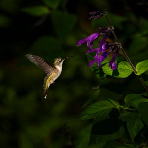 Female Ruby throated hummingbird