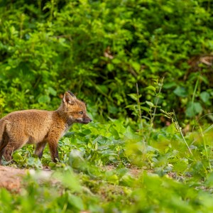 Red fox kit