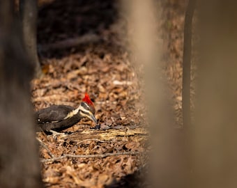 Pileated woodpecker searching for insects