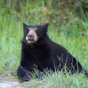 American black bear resting in the shade