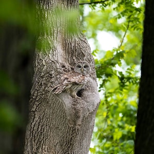 Barred owl at the nest