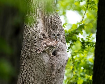 Barred owl at the nest