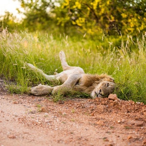 Lion snoozing