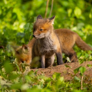 Red fox kits