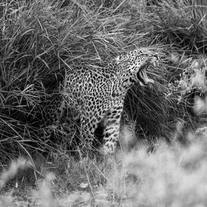 Leopard yawning in B&W