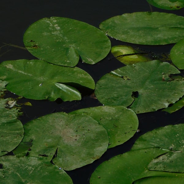 The water lily