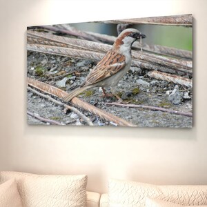 Bird Photography Print, Printable Bird Wall Art, Home Decor Item, House Warming Gift, Bird Wall Decor Print Digital Download