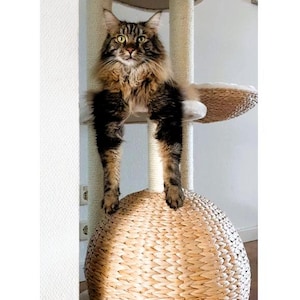 May include: A brown tabby cat with green eyes sits on a beige cat tree with a woven, round, beige cat bed. The cat is looking directly at the camera.