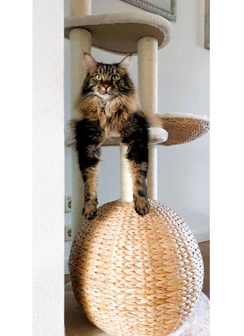 May include: A brown tabby cat with green eyes sits on a beige cat tree with a woven, round, beige cat bed. The cat is looking directly at the camera.