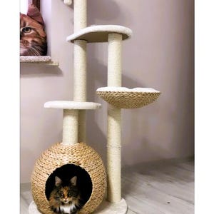 May include: A cat tree with a woven basket, a cat sitting inside the basket, and a cat looking out a window. The cat tree has multiple platforms and scratching posts.