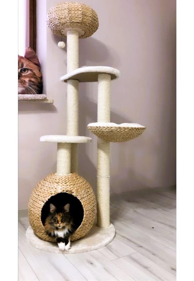May include: A cat tree with a woven basket, a cat sitting inside the basket, and a cat looking out a window. The cat tree has multiple platforms and scratching posts.