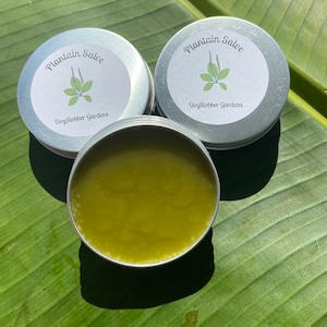 Plantain Salve for Bug Bites, Bee Stings & Spider Bites