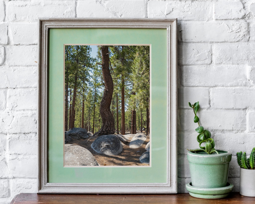 Wavy Tree Photography, Instant Download, Tall Pine Tree Forest ...