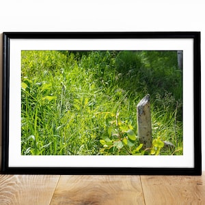 Grass Landscape Printable Photography, Instant Download, Grasslands of Lake Tahoe California, Grassy Hillside Tree Stumps