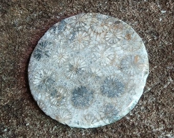 Cabujón de coral fósil AAA: piedra de cristal de coral negro para joyería
