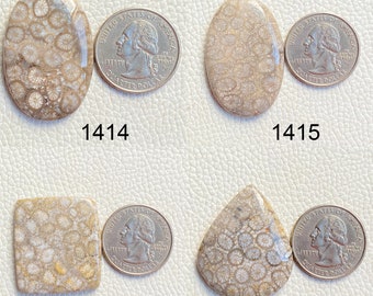 AAA Fossil Coral Cabochon: Gemstone for Jewelry Making