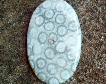 Cabujón de coral fósil AAA: piedra de coral negro para joyería