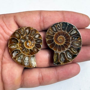 Natural Ammonite Fossil Gemstone - Ammonite Fossil Matching Pair - Polished Ammonite Fossil Crystal - Ammonite Fossil For Pendant Jewelry