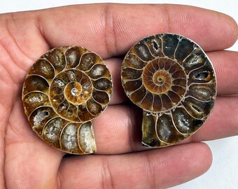 Polished Ammonite Fossil Pair: Natural Gemstone Crystal for Jewelry
