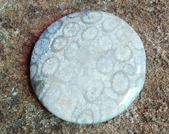 AAA Fossil Coral Cabochon: Round Gemstone for Jewelry Making (34x34x6MM)