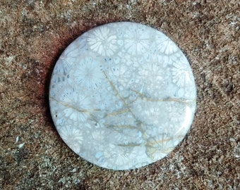 Cabujón de coral fósil negro: piedra preciosa de grado AAA para joyería