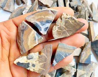 May include: A collection of brown and black fossilized pieces of petrified wood. The pieces are various shapes and sizes, with some having a striated pattern.