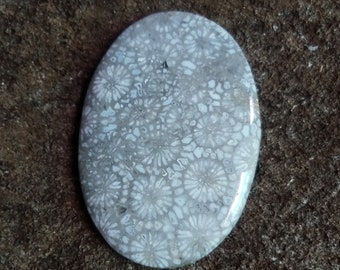 Black Fossil Coral Cabochon: AAA Grade Gemstone, 54 Carats