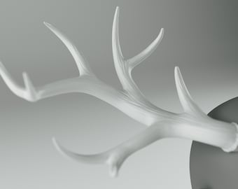 May include: A close-up of a white deer antler with a smooth, polished surface. The antler is curved and has several points.