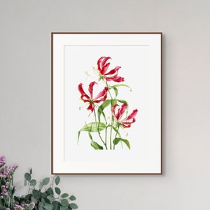 Flame Lily Print / Limited Edition Botanical Giclée Print / Wall Art / Watercolour Painting / Watercolor Mounted Print / Home Decor image 5