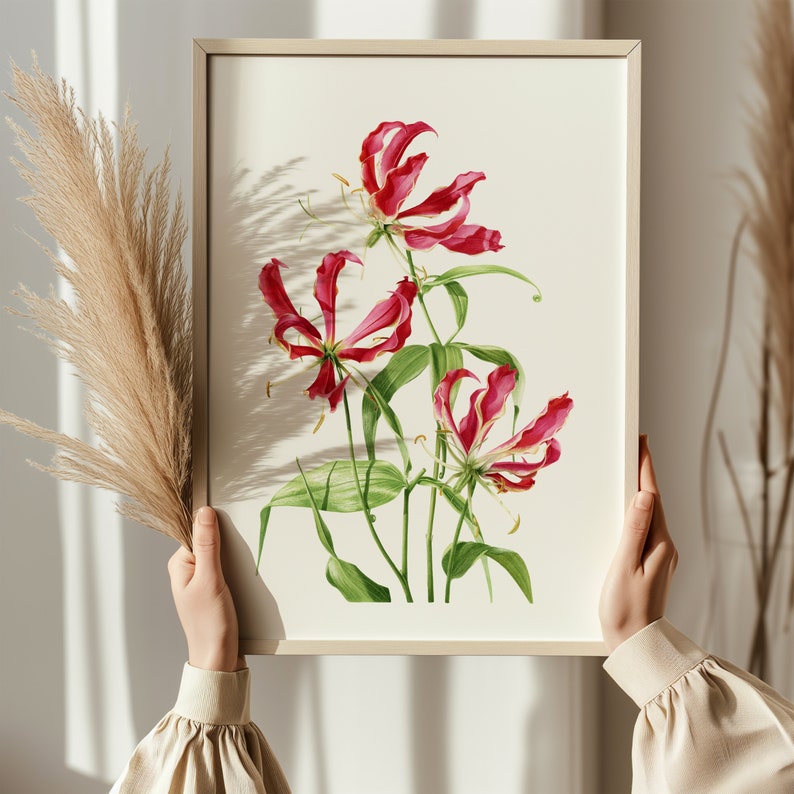 Flame Lily Print / Limited Edition Botanical Giclée Print / Wall Art / Watercolour Painting / Watercolor Mounted Print / Home Decor image 4