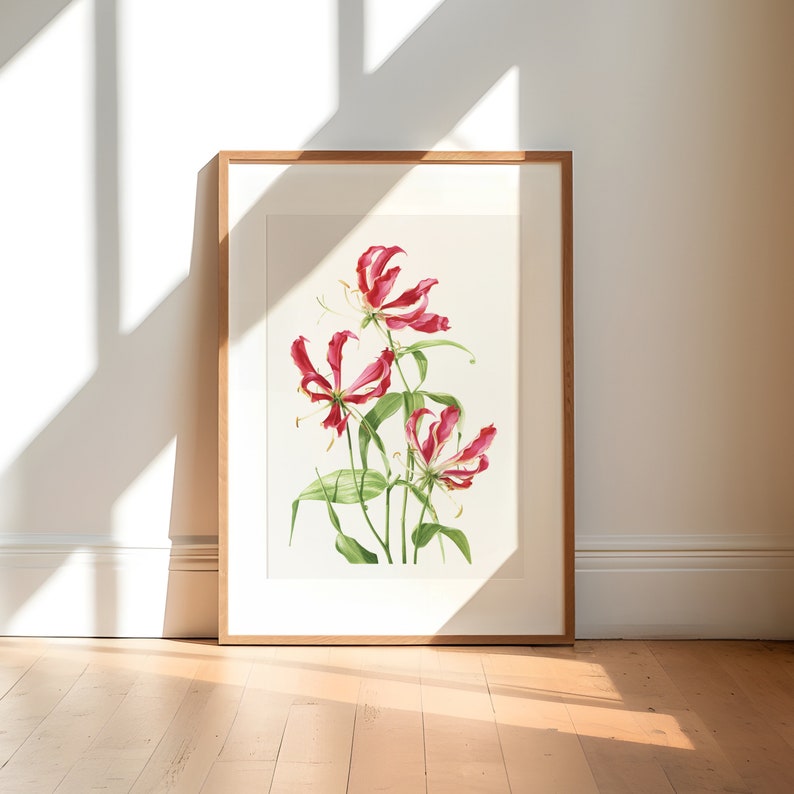 Flame Lily Print / Limited Edition Botanical Giclée Print / Wall Art / Watercolour Painting / Watercolor Mounted Print / Home Decor image 3