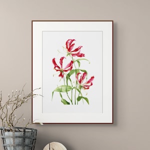 Flame Lily Print / Limited Edition Botanical Giclée Print / Wall Art / Watercolour Painting / Watercolor Mounted Print / Home Decor image 6