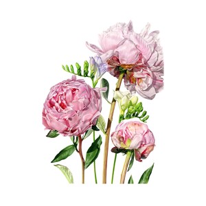 Peony and Freesia Print / Limited Edition Botanical Giclée Print / Wall Art / Watercolour Painting / Watercolor Mounted Print / Home Decor image 2