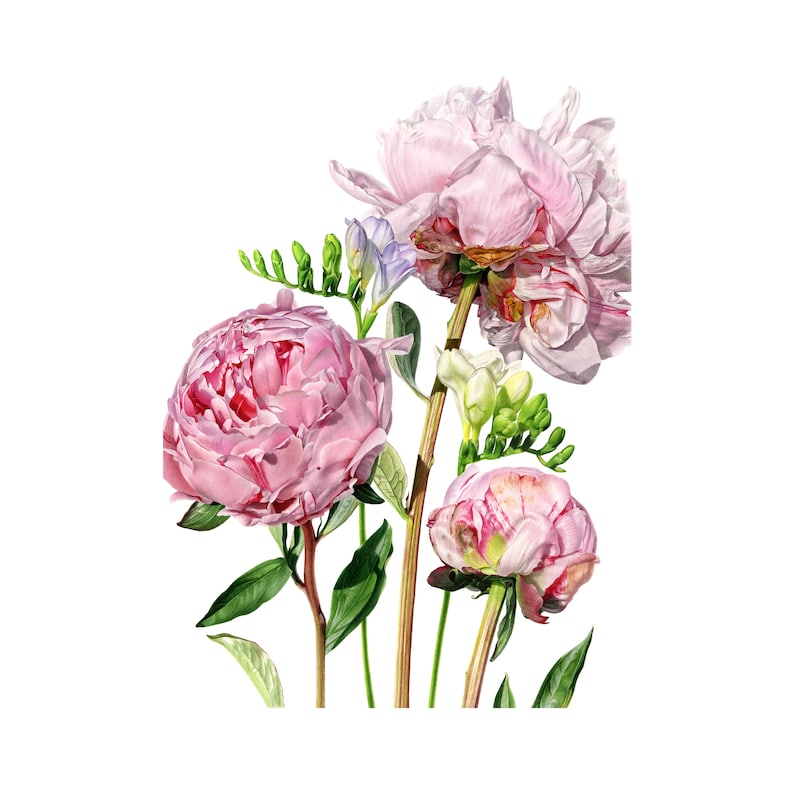 Peony and Freesia Print / Limited Edition Botanical Giclée Print / Wall Art / Watercolour Painting / Watercolor Mounted Print / Home Decor image 2