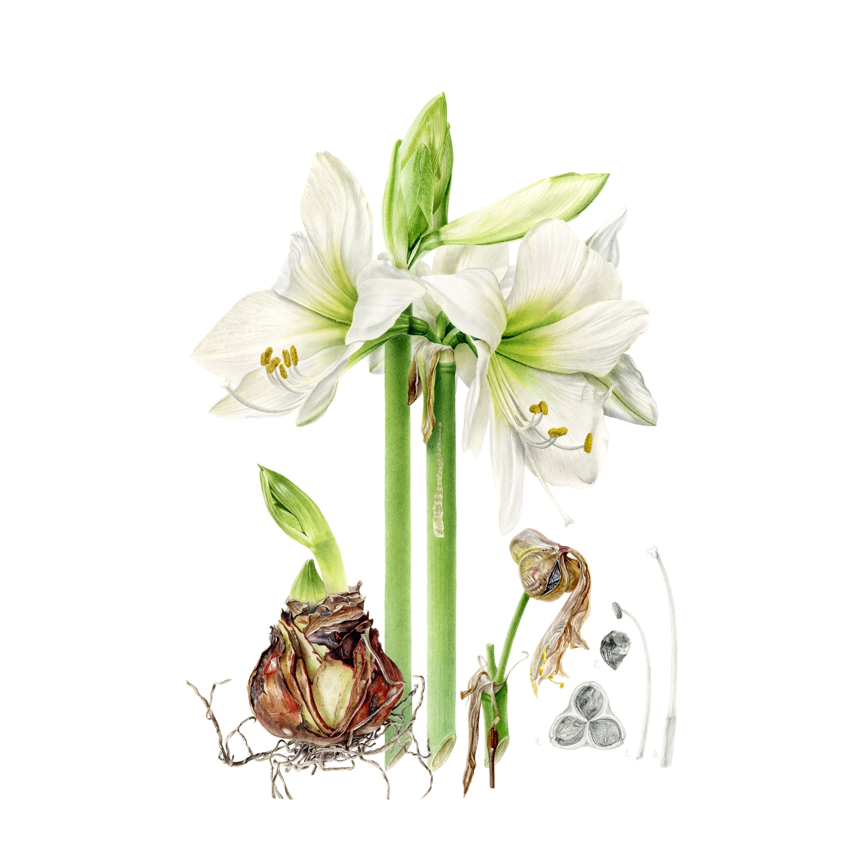 Wax amaryllis - Etsy 日本