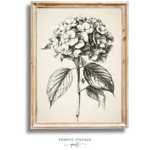Impresión artística elegante de hortensia vintage: dibujo botánico a lápiz, impresión artística para pared de cocina, obra de arte minimalista, decoración del hogar estilo granja, descargable